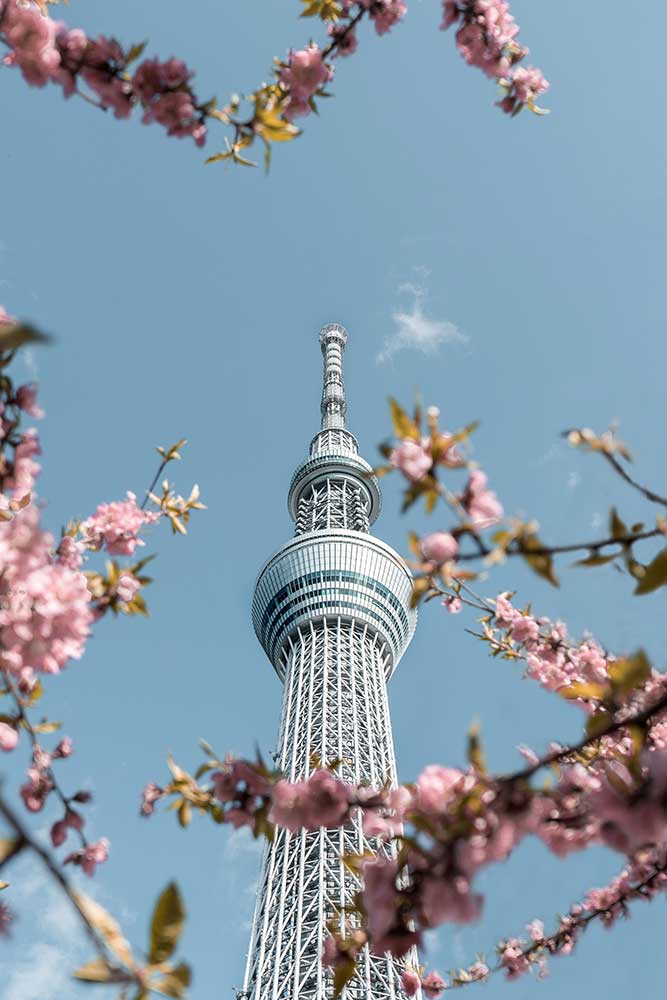 Tokyo in Bloom