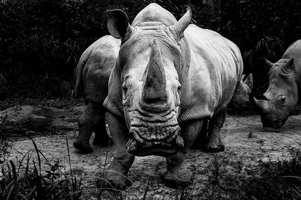 Rhinoceros in Africa