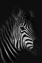 Moody Zebra