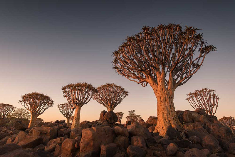 Quiver Tree Forest